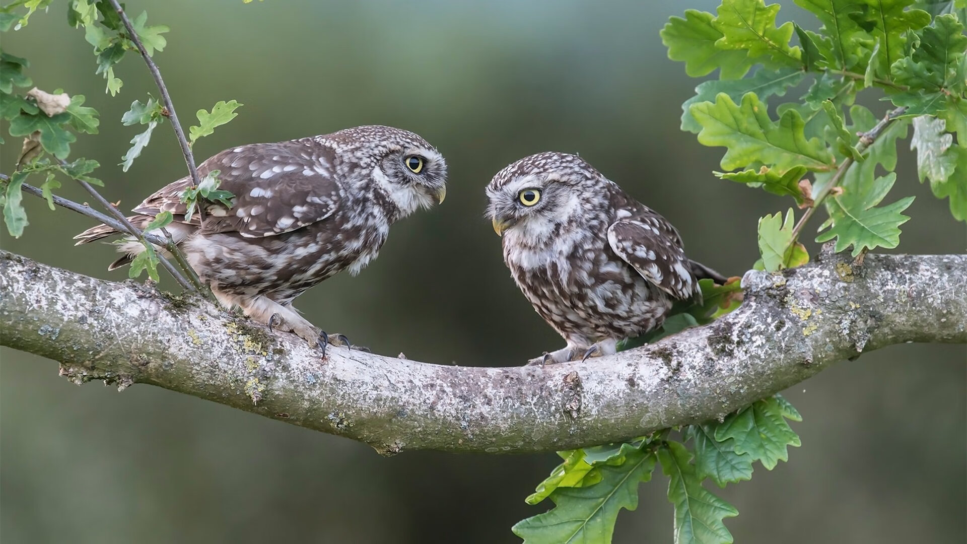 巴黎签下一名世界级中场,阵容更上一层楼,巴黎中场核心