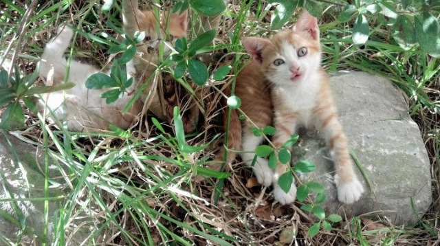 爱游戏官方-_掘金攻守兼备，战绩逐步上升_，掘金进攻效率