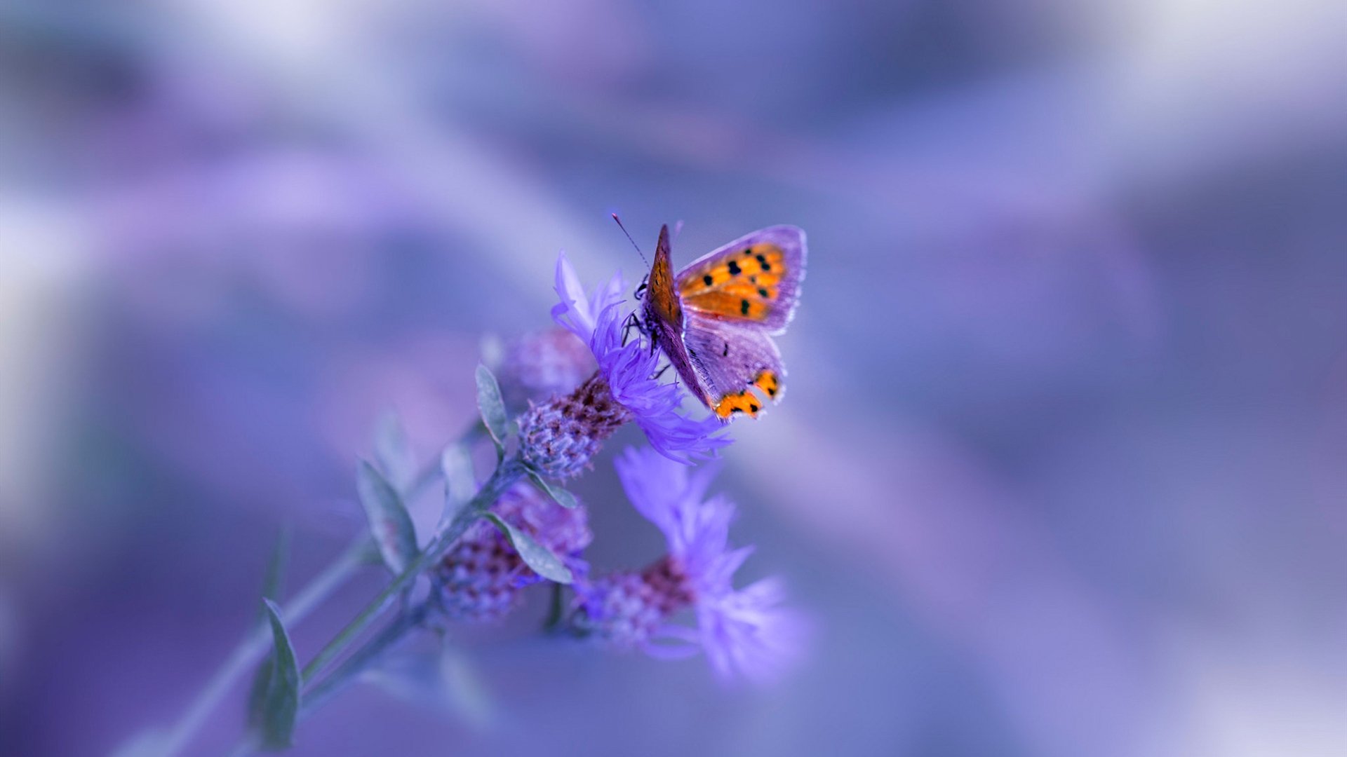 爱游戏体育官方在线-“性能巨兽：顶级豪车的速度狂潮”，性能车速度可以爆表的车