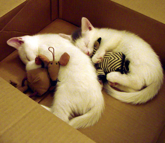 爱游戏手机版-【激战到底】纽约洋基逆转天王山比赛夺冠